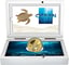 1 Unze Gold Ocean Five Schildkröte 2022 PP (Auflage: 100 | Polierte Platte)